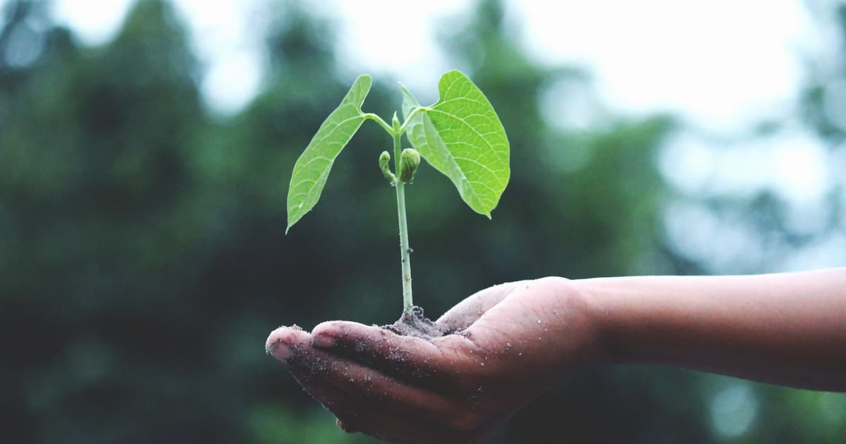 Grön planta i en hand